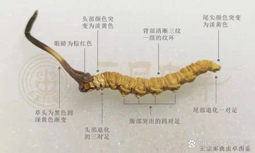 中美益康胶囊价格网 | 美益康科技,益美康合法吗